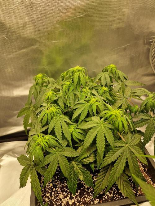 Gift Seeds. Week 5