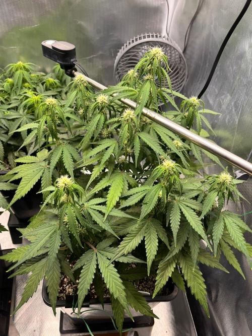 Gift Seeds. Week 5