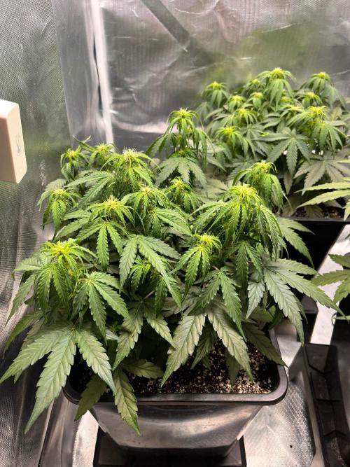 Gift Seeds. Week 5