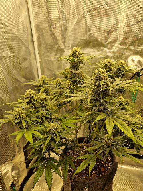 Auto Candy Bubatz XL. Week 9