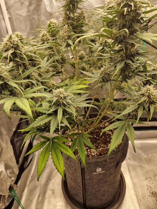Auto Candy Bubatz XL. Week 9