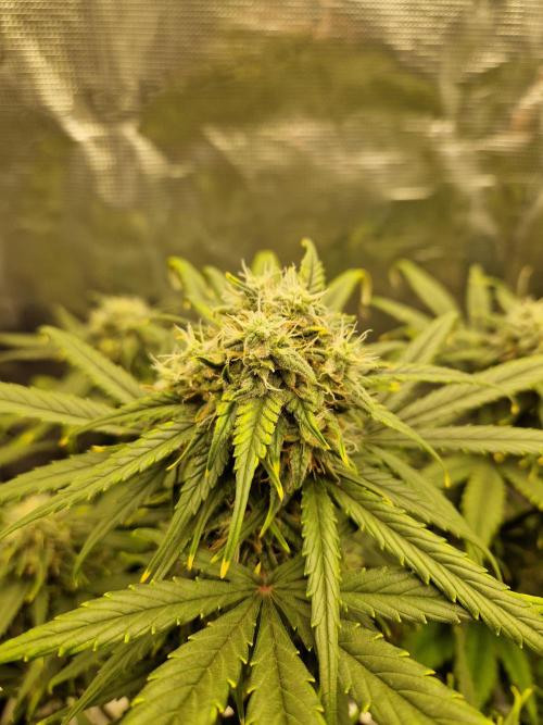 Auto Candy Bubatz XL. Week 9