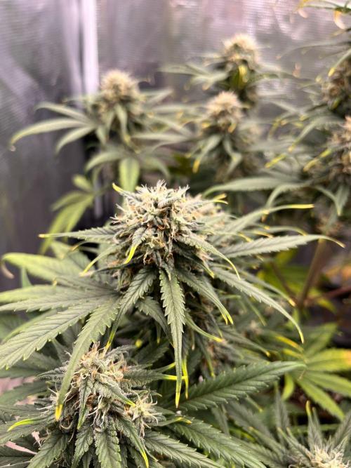 Auto Candy Bubatz XL. Week 9
