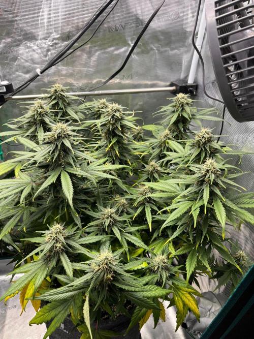 Auto Candy Bubatz XL. Week 9
