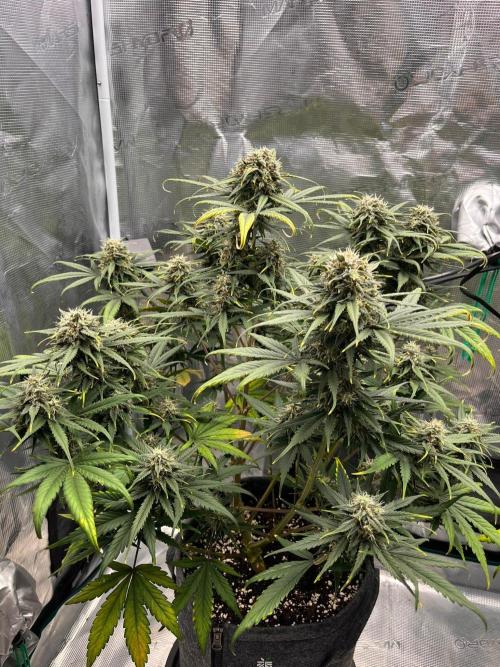 Auto Candy Bubatz XL. Week 9