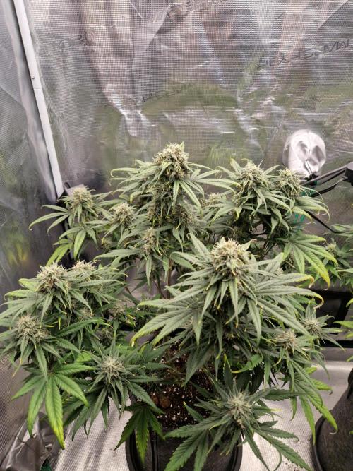 Auto Candy Bubatz XL. Week 9