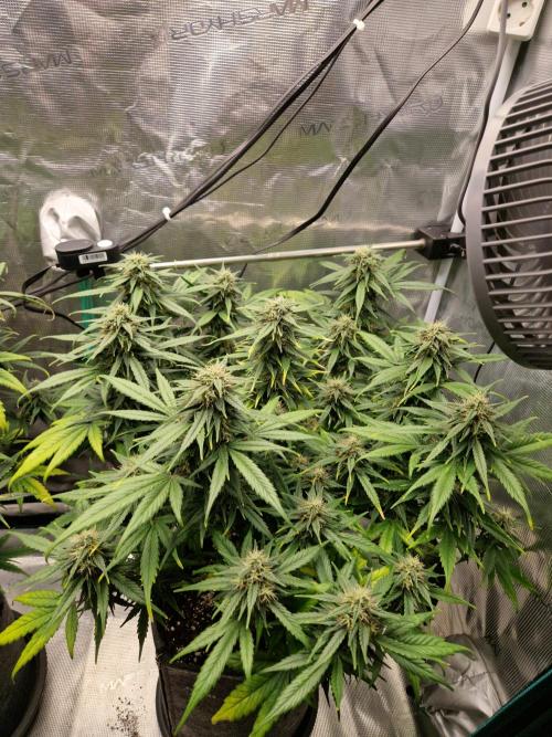 Auto Candy Bubatz XL. Week 9