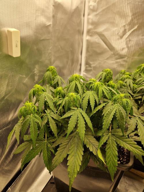 Gift Seeds. Week 6