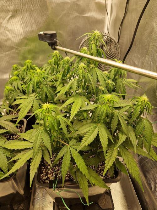 Gift Seeds. Week 6