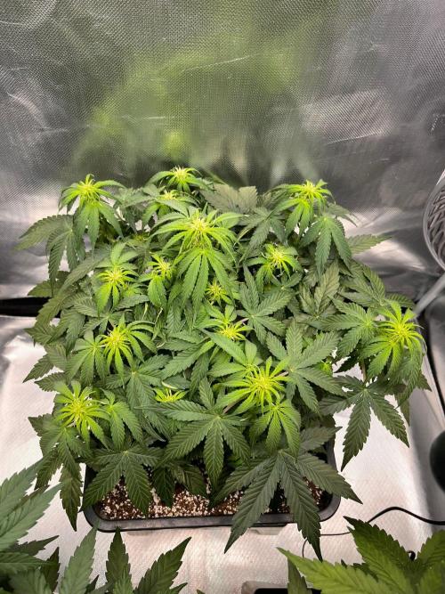 Gift Seeds. Week 6