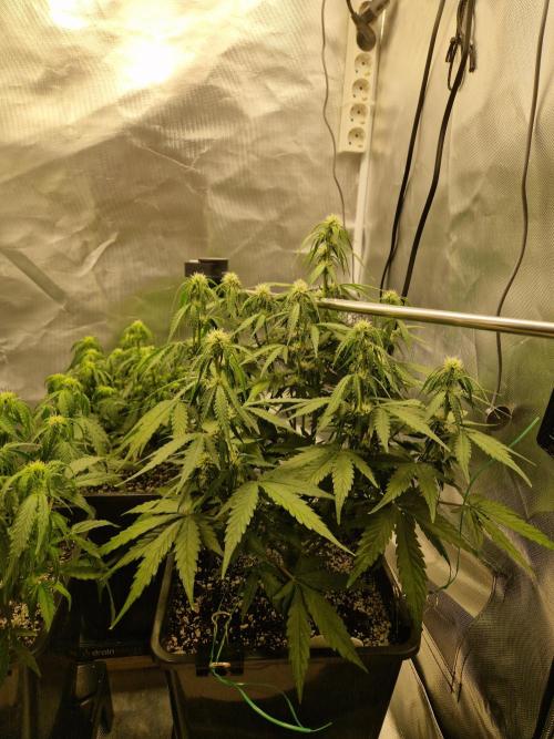 Gift Seeds. Week 6