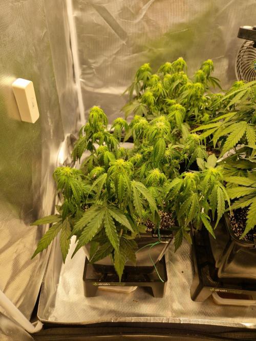 Gift Seeds. Week 6