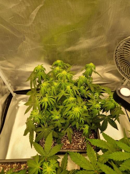 Gift Seeds. Week 6