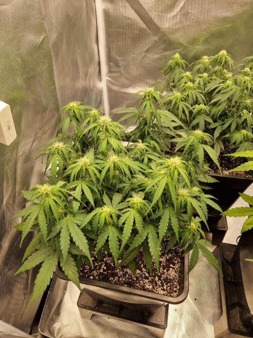 Gift Seeds. Week 6