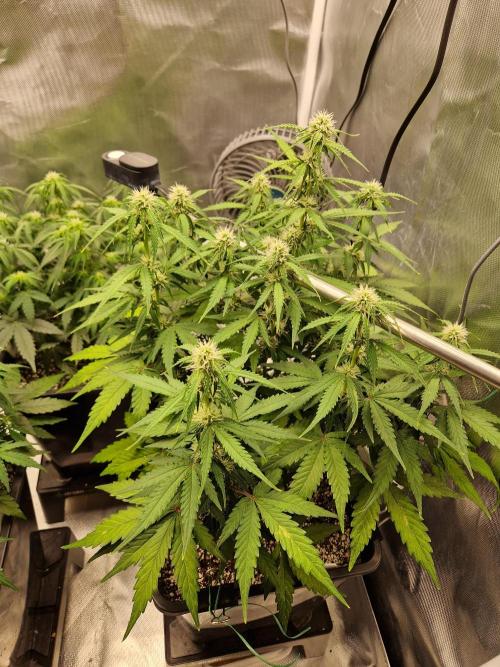 Gift Seeds. Week 6