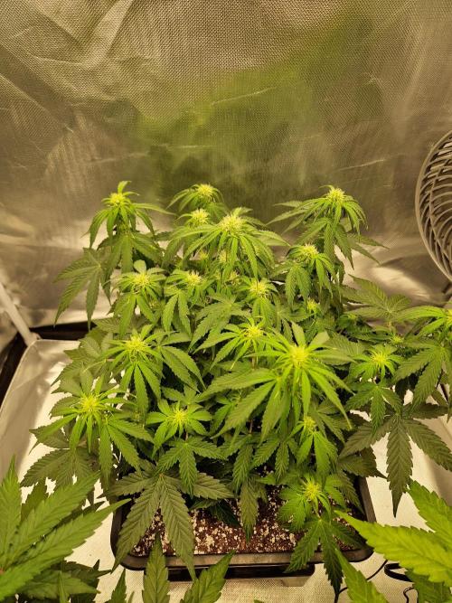 Gift Seeds. Week 6