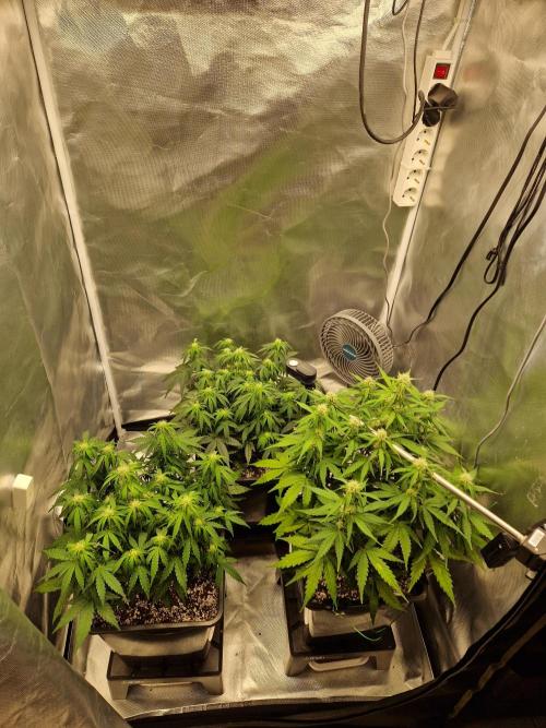 Gift Seeds. Week 6