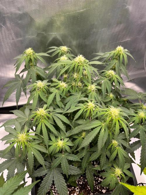 Gift Seeds. Week 6