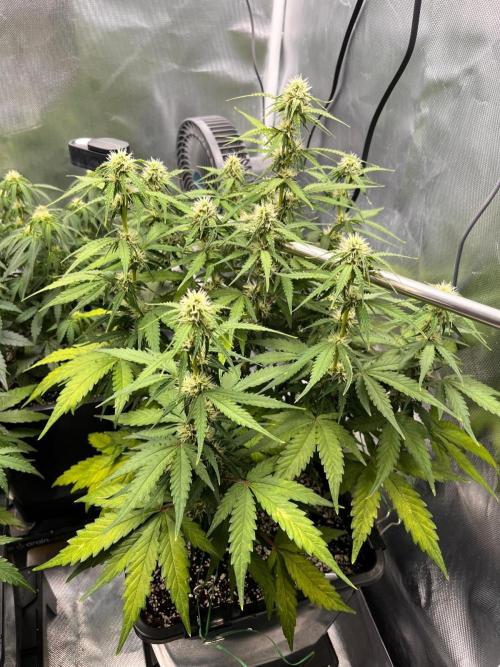 Gift Seeds. Week 6