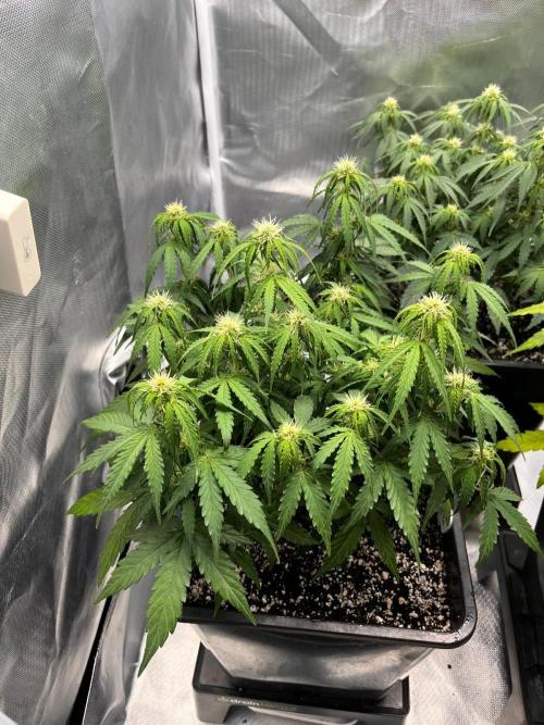 Gift Seeds. Week 6