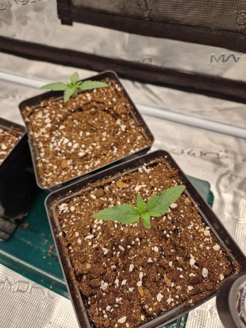 Zamnesia Grow Runtz. Week 2