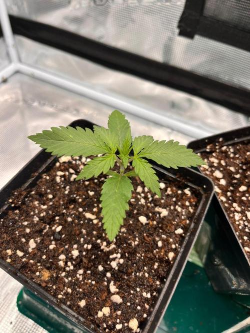 Zamnesia Grow Runtz. Week 2