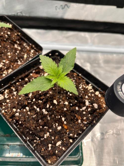 Zamnesia Grow Runtz. Week 2