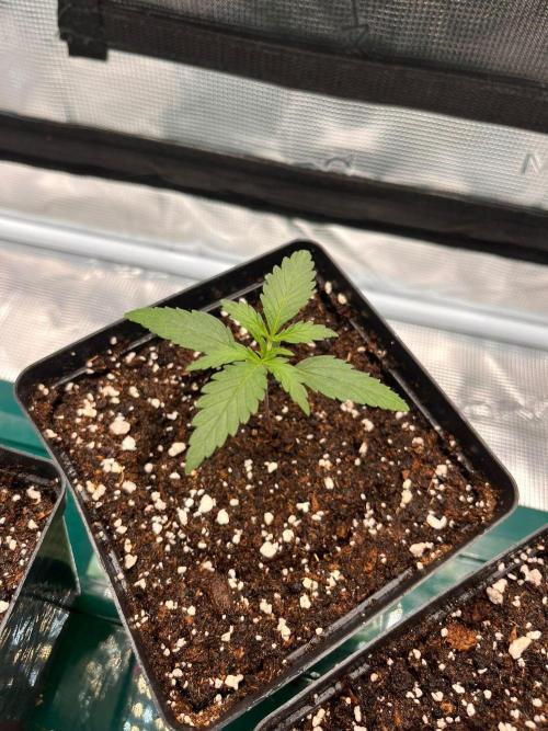 Zamnesia Grow Runtz. Week 2