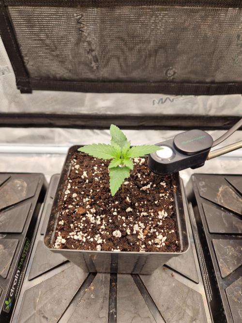 Zamnesia Grow Runtz. Week 2