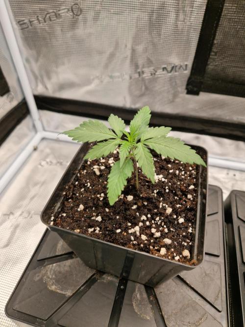 Zamnesia Grow Runtz. Week 2