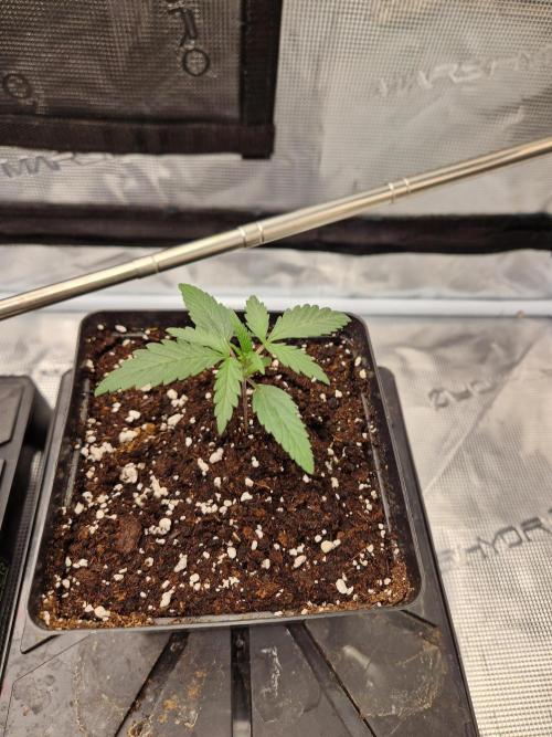 Zamnesia Grow Runtz. Week 2