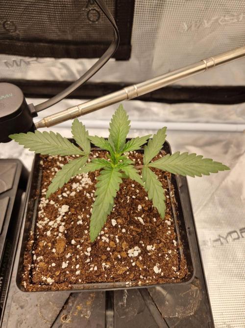 Zamnesia Grow Runtz. Week 2