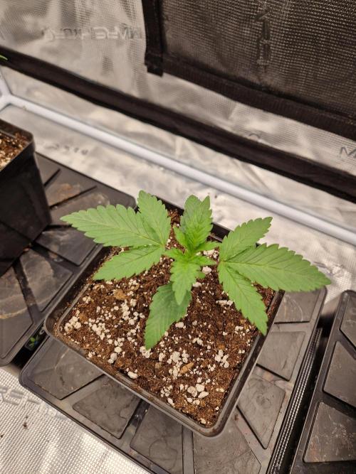 Zamnesia Grow Runtz. Week 2