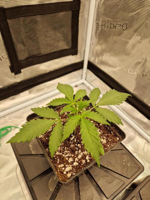 Zamnesia Grow Runtz. Week 2