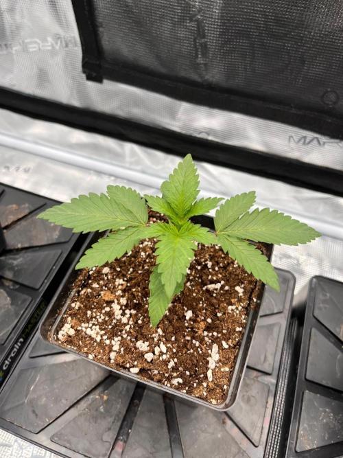 Zamnesia Grow Runtz. Week 2