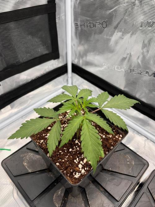 Zamnesia Grow Runtz. Week 2