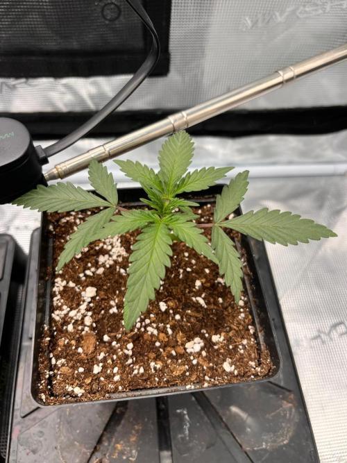 Zamnesia Grow Runtz. Week 2