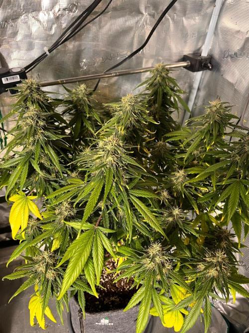 Gift Seeds. Week 7