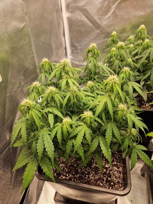 Gift Seeds. Week 7