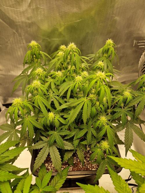 Gift Seeds. Week 7