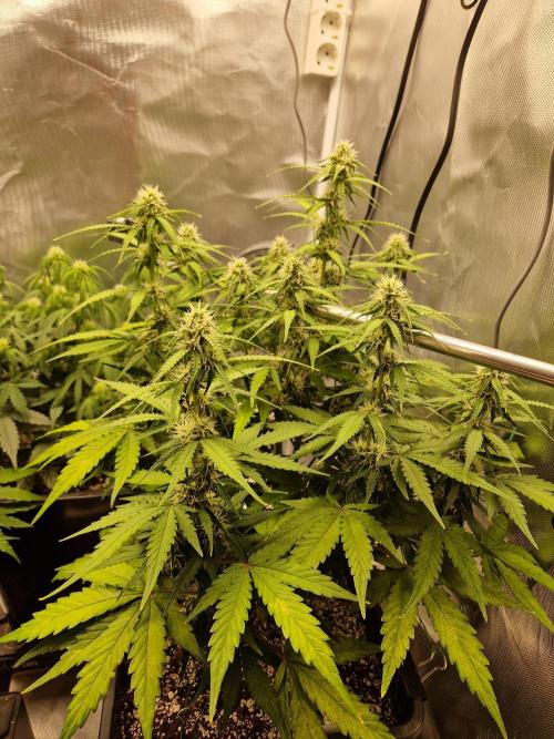 Gift Seeds. Week 7