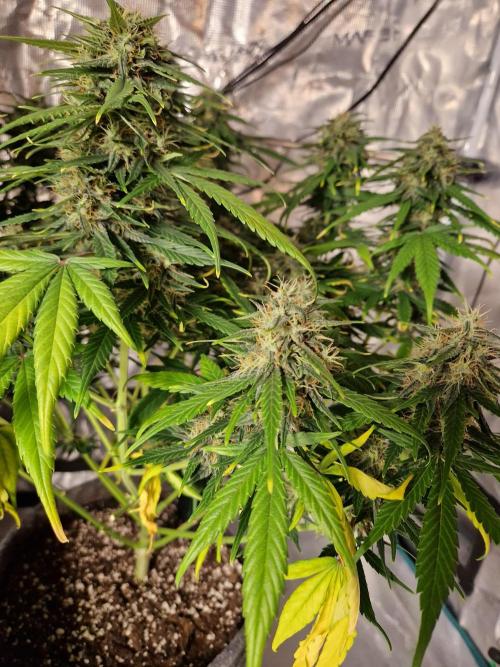 Gift Seeds. Week 7