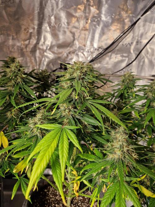 Gift Seeds. Week 7