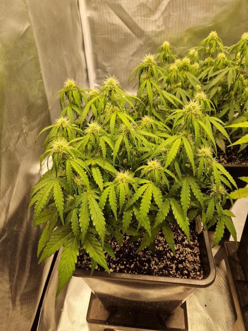 Gift Seeds. Week 7