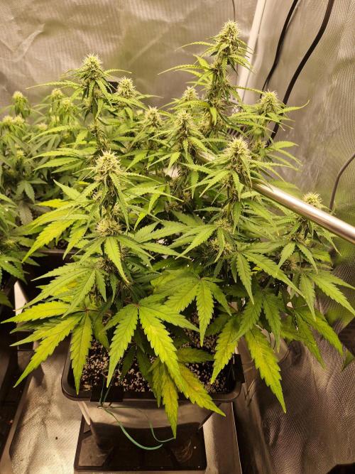Gift Seeds. Week 7