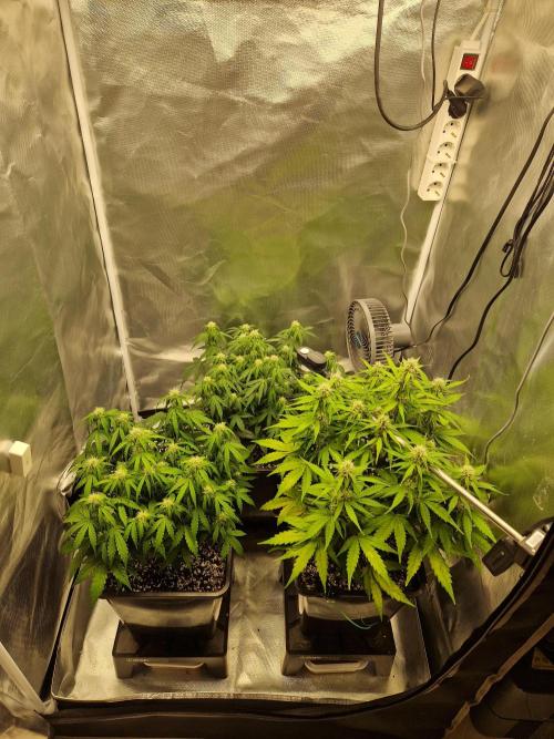 Gift Seeds. Week 7
