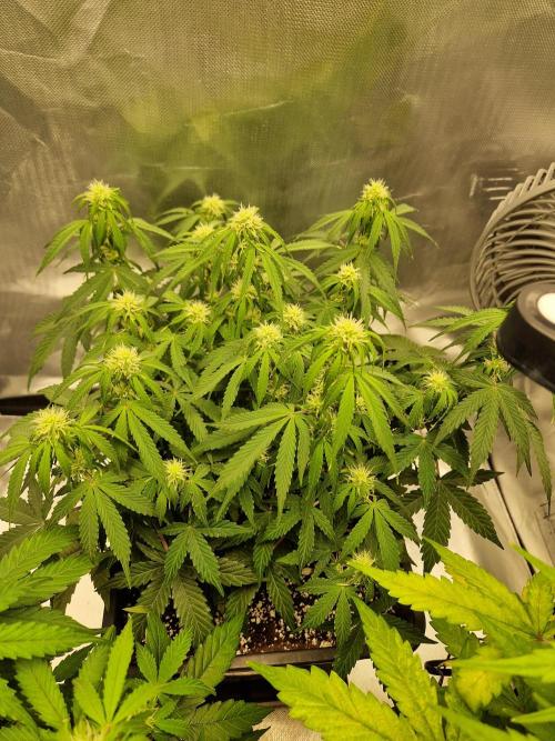 Gift Seeds. Week 7
