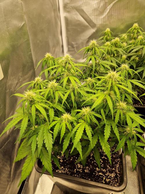 Gift Seeds. Week 7