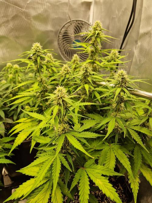 Gift Seeds. Week 7