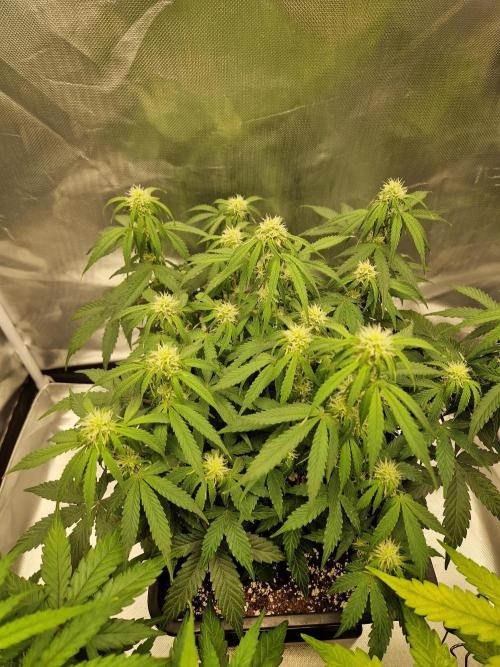 Gift Seeds. Week 7